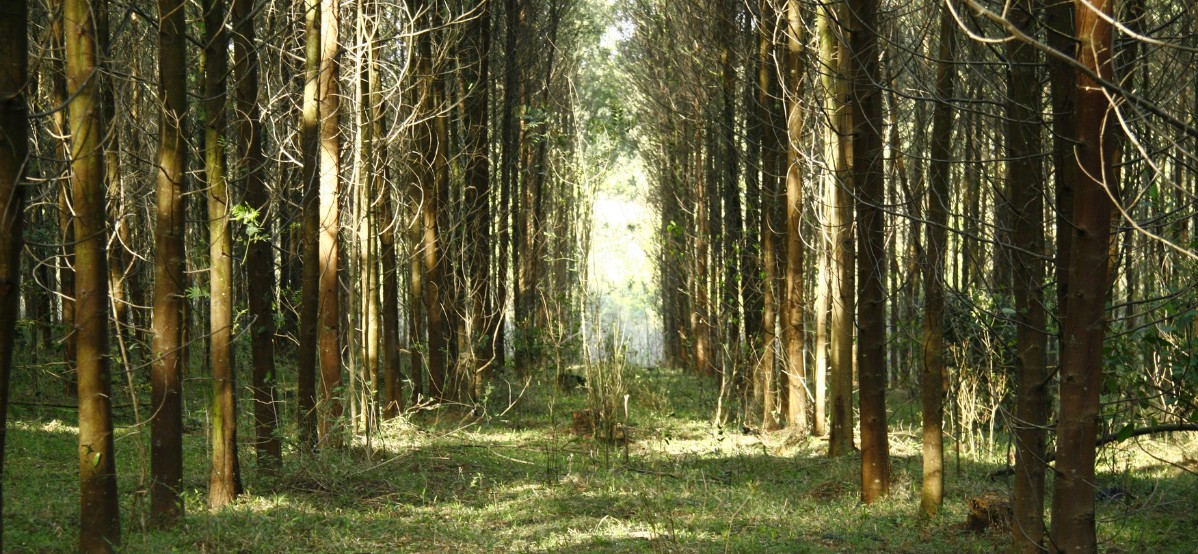 Floresta de Acácia-Negra: por que investir?