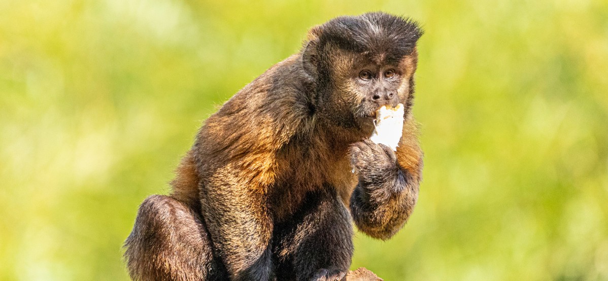 Bioma Seta:
Macacos-Prego
