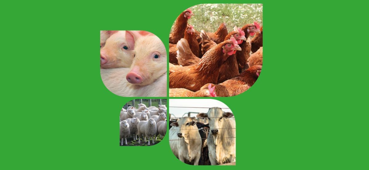 Verdades sobre a inclusão de taninos na produção animal