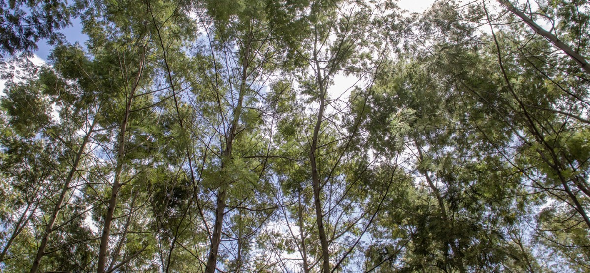 Bioma Seta: Dia da Árvore