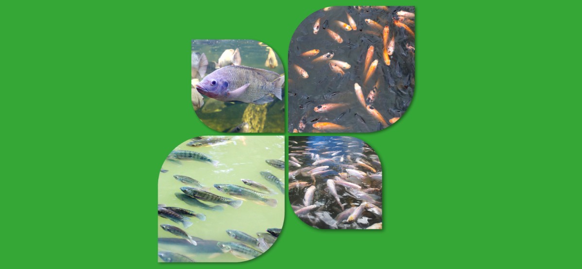 Avanço no setor de pescados: Um olhar sob a Produção de Proteína Animal 