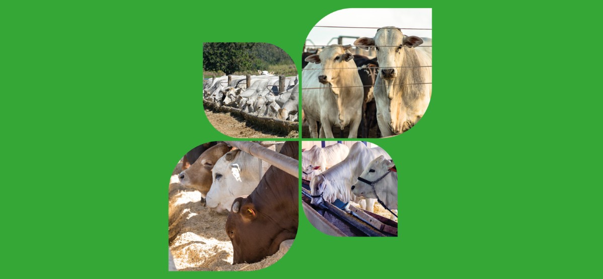 Acidose ruminal: qual a solução para bovinos confinados?